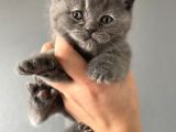 British Shorthair Yavrular