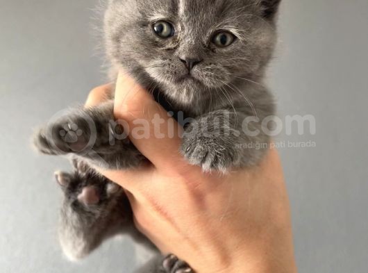 British Shorthair Yavrular görsel