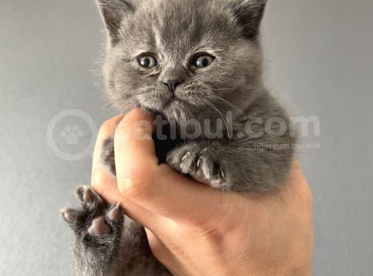 British Shorthair Yavrular görsel