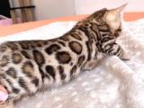 Show Class Bengal Yavruları