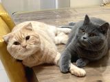 British Shorthair Yavrular