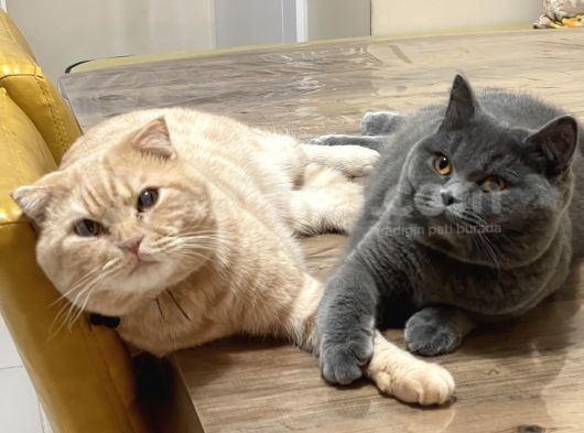 British Shorthair Yavrular görsel
