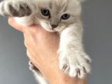 British Shorthair Yavrular