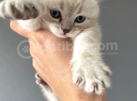 British Shorthair Yavrular görsel