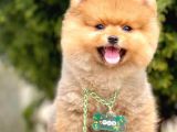 Safkan Teddy Pomeranian Boo Yavrular