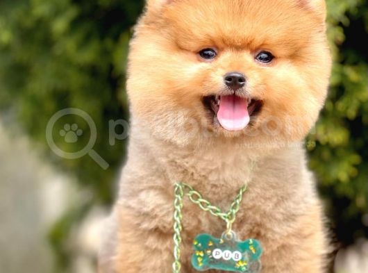 Safkan Teddy Pomeranian Boo Yavrular görsel