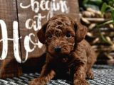A Kali̇te Red Brown Toy Poodle