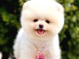 Safkan Teddy Pomeranian Boo Yavrular