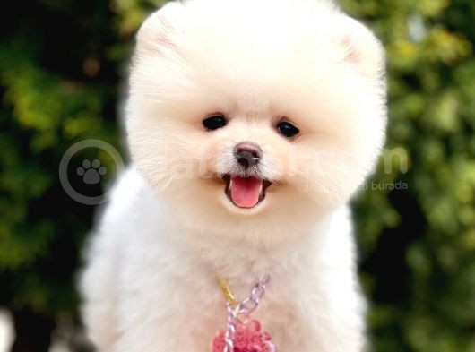 Safkan Teddy Pomeranian Boo Yavrular görsel