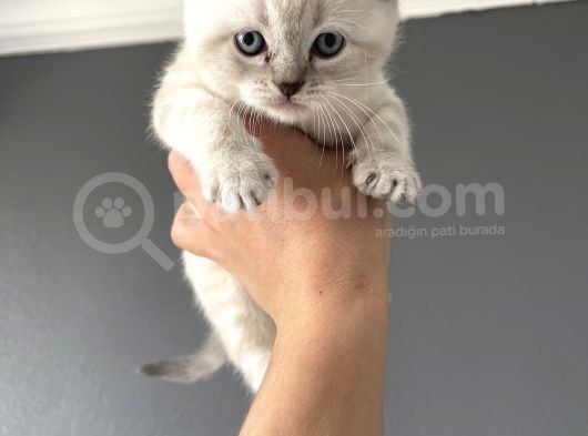 British Shorthair Yavrular