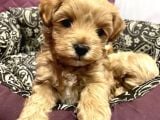 Maltipoo Dizayn Irk Sevimli Yavrular