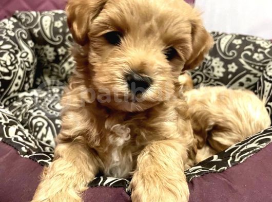 Maltipoo Dizayn Irk Sevimli Yavrular görsel