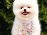Safkan Teddy Pomeranian Boo Yavrular