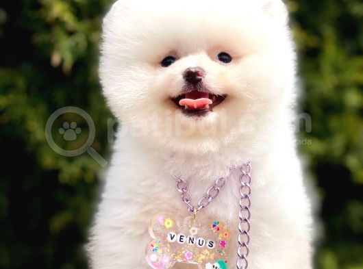 Safkan Teddy Pomeranian Boo Yavrular görsel