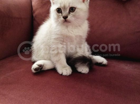 Minik Kedişler Yuva Arıyor görsel