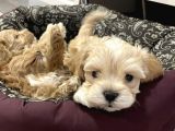 Maltipoo Dizayn Irk Sevimli Yavrular