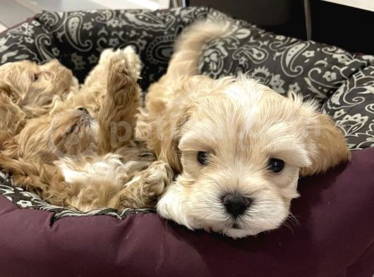 Maltipoo Dizayn Irk Sevimli Yavrular görsel