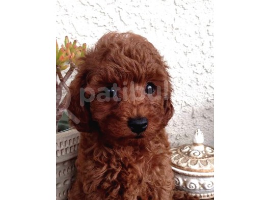 A Kali̇te Red Brown Toy Poodle görsel