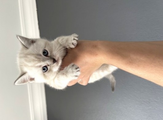 British Shorthair Yavrular görsel