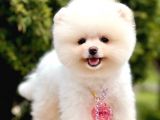 Safkan Teddy Pomeranian Boo Yavrular