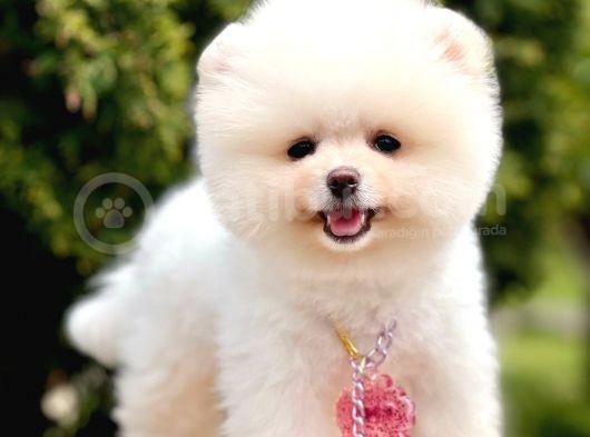 Safkan Teddy Pomeranian Boo Yavrular