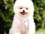 Safkan Teddy Pomeranian Boo Yavrular
