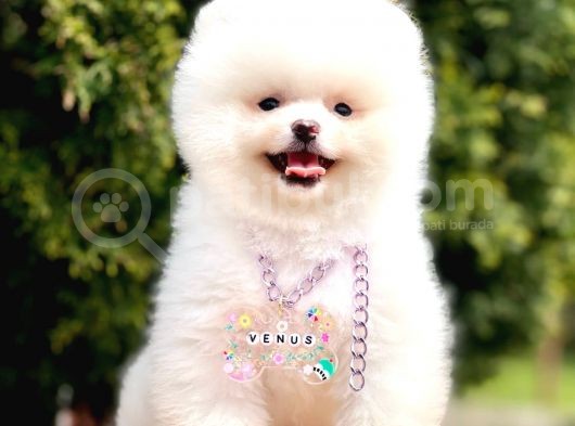 Safkan Teddy Pomeranian Boo Yavrular görsel