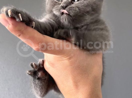 British Shorthair Yavrular görsel