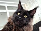 XL Black-Smoke Mainecoon Erkek Üretim Secereli