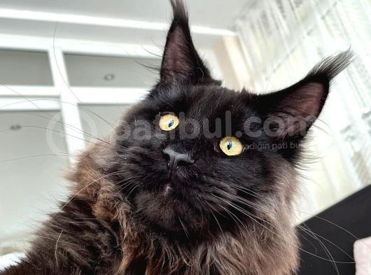 Xl Black-Smoke Mainecoon Erkek Üretim Secereli