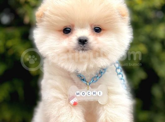 Ayıcık Mini Boy Pomeranian Yavrular  görsel