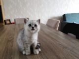 Minik Kedişler Yuva Arıyor