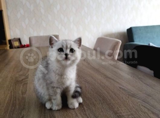 Minik Kedişler Yuva Arıyor görsel