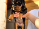 A Şecereli Mükemmel Anne Ve Babanın Yavruları Rottweiler Yavruları
