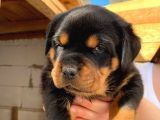 A Şecereli Mükemmel Anne Ve Babanın Yavruları Rottweiler Yavruları