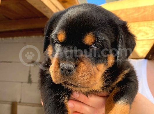 A Şecereli Mükemmel Anne Ve Babanın Yavruları Rottweiler Yavruları görsel