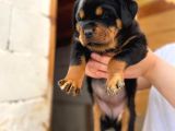 A Şecereli Mükemmel Anne Ve Babanın Yavruları Rottweiler Yavruları