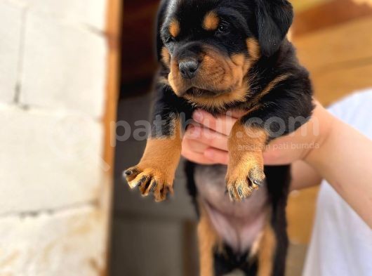 A Şecereli Mükemmel Anne Ve Babanın Yavruları Rottweiler Yavruları görsel
