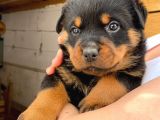 A Şecereli Mükemmel Anne Ve Babanın Yavruları Rottweiler Yavruları