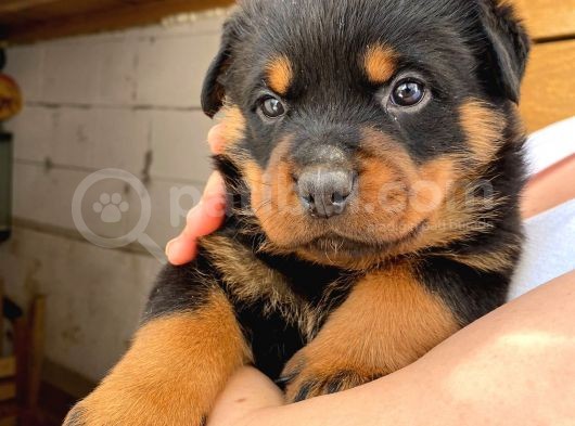 A Şecereli Mükemmel Anne Ve Babanın Yavruları Rottweiler Yavruları görsel