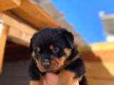 A Şecereli Mükemmel Anne Ve Babanın Yavruları Rottweiler Yavruları