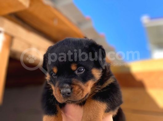 A Şecereli Mükemmel Anne Ve Babanın Yavruları Rottweiler Yavruları görsel