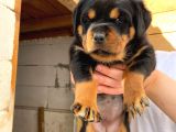 A Şecereli Mükemmel Anne Ve Babanın Yavruları Rottweiler Yavruları
