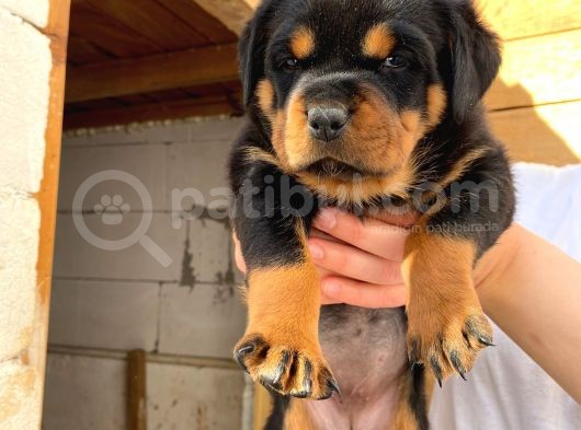 A Şecereli Mükemmel Anne Ve Babanın Yavruları Rottweiler Yavruları görsel