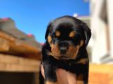 A Şecereli Mükemmel Anne Ve Babanın Yavruları Rottweiler Yavruları