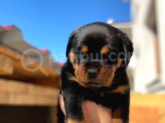 A Şecereli Mükemmel Anne Ve Babanın Yavruları Rottweiler Yavruları görsel