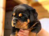 A Şecereli Mükemmel Anne Ve Babanın Yavruları Rottweiler Yavruları