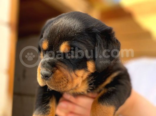 A Şecereli Mükemmel Anne Ve Babanın Yavruları Rottweiler Yavruları görsel