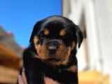 A Şecereli Mükemmel Anne Ve Babanın Yavruları Rottweiler Yavruları