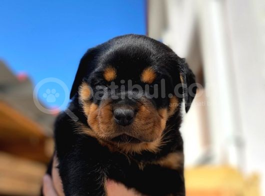 A Şecereli Mükemmel Anne Ve Babanın Yavruları Rottweiler Yavruları görsel
